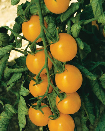 TM859 Sweet Gold Tomatoes